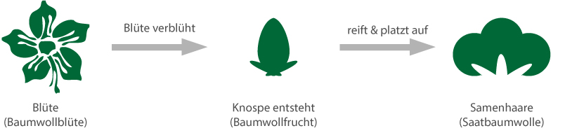 Schema Entwicklung Baumwolle